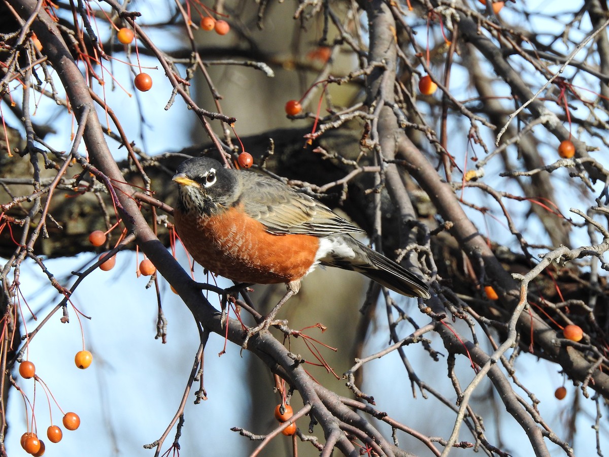 American Robin - ML645272037