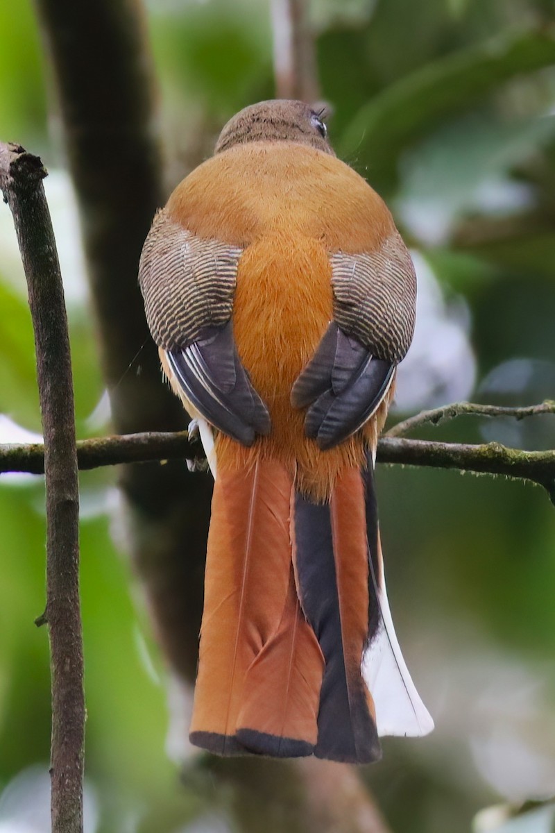 Malabar Trogon - ML645272039