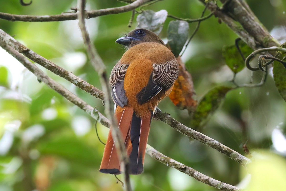 Malabar Trogon - ML645272040