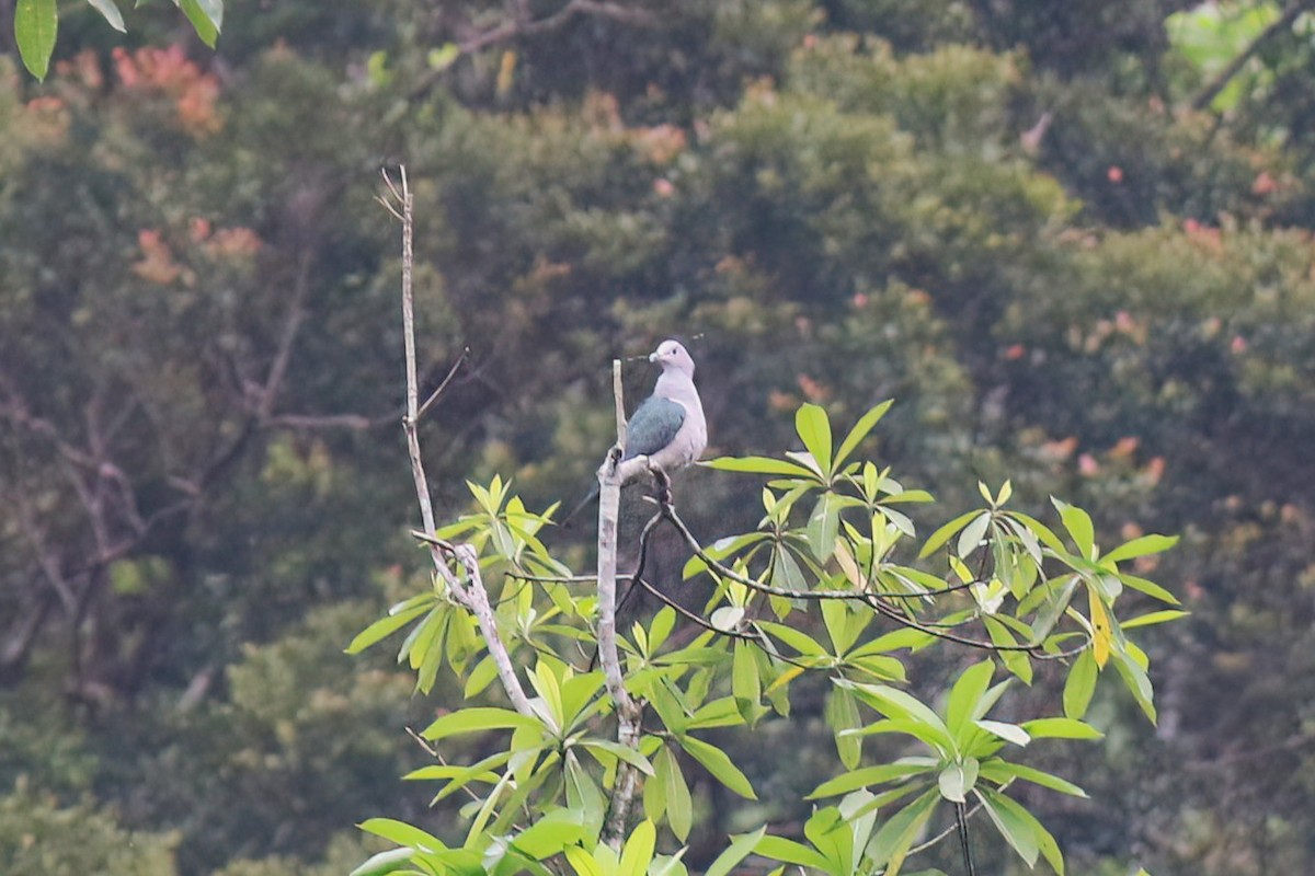 bronsekeiserdue - ML645272056