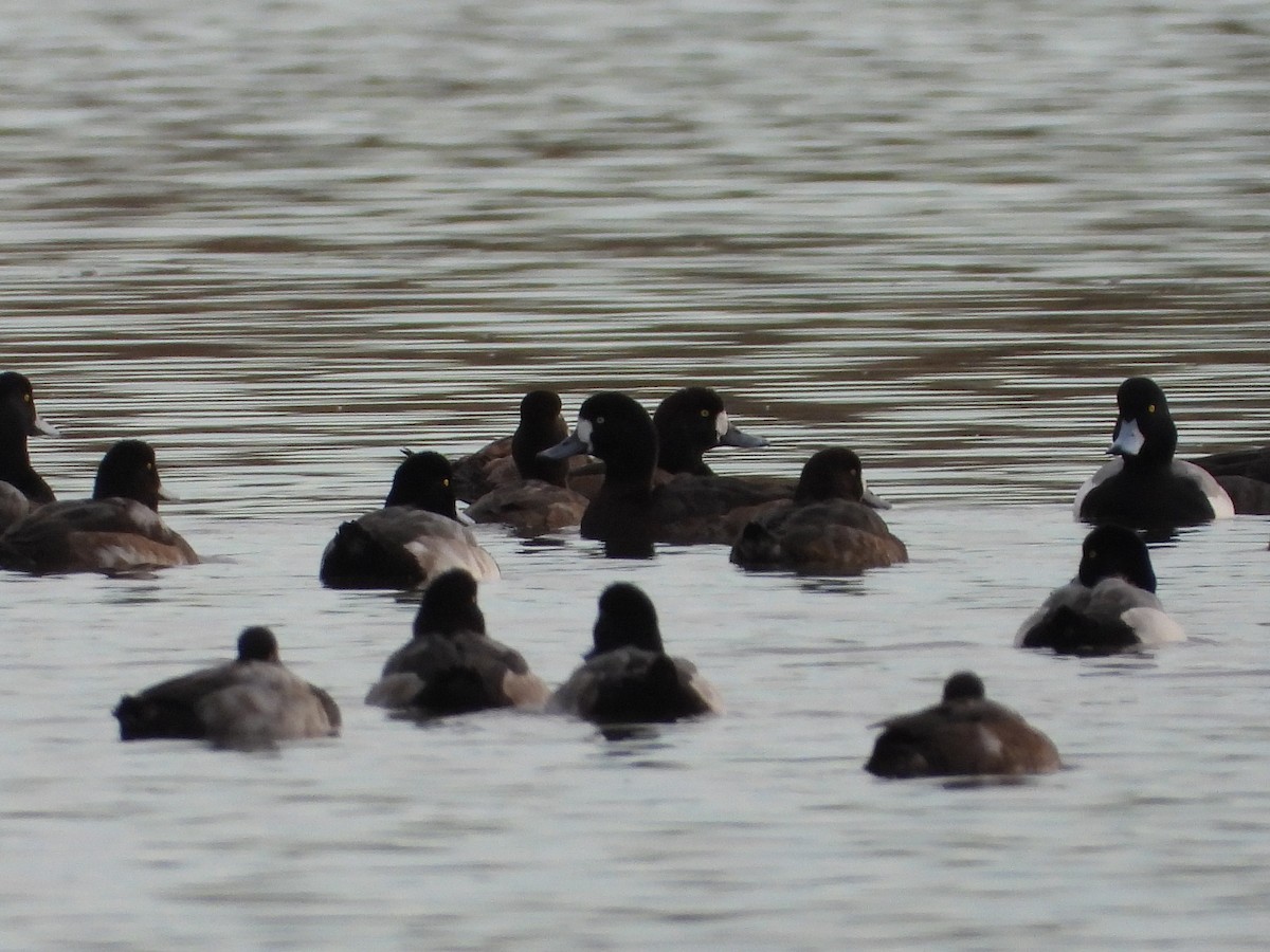 スズガモ - ML645272061