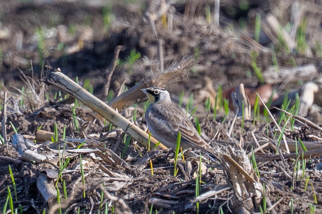 Horned Lark - ML645272062