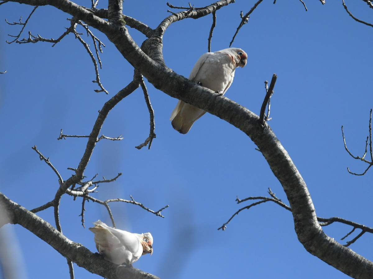 Long-billed Corella - ML645272086