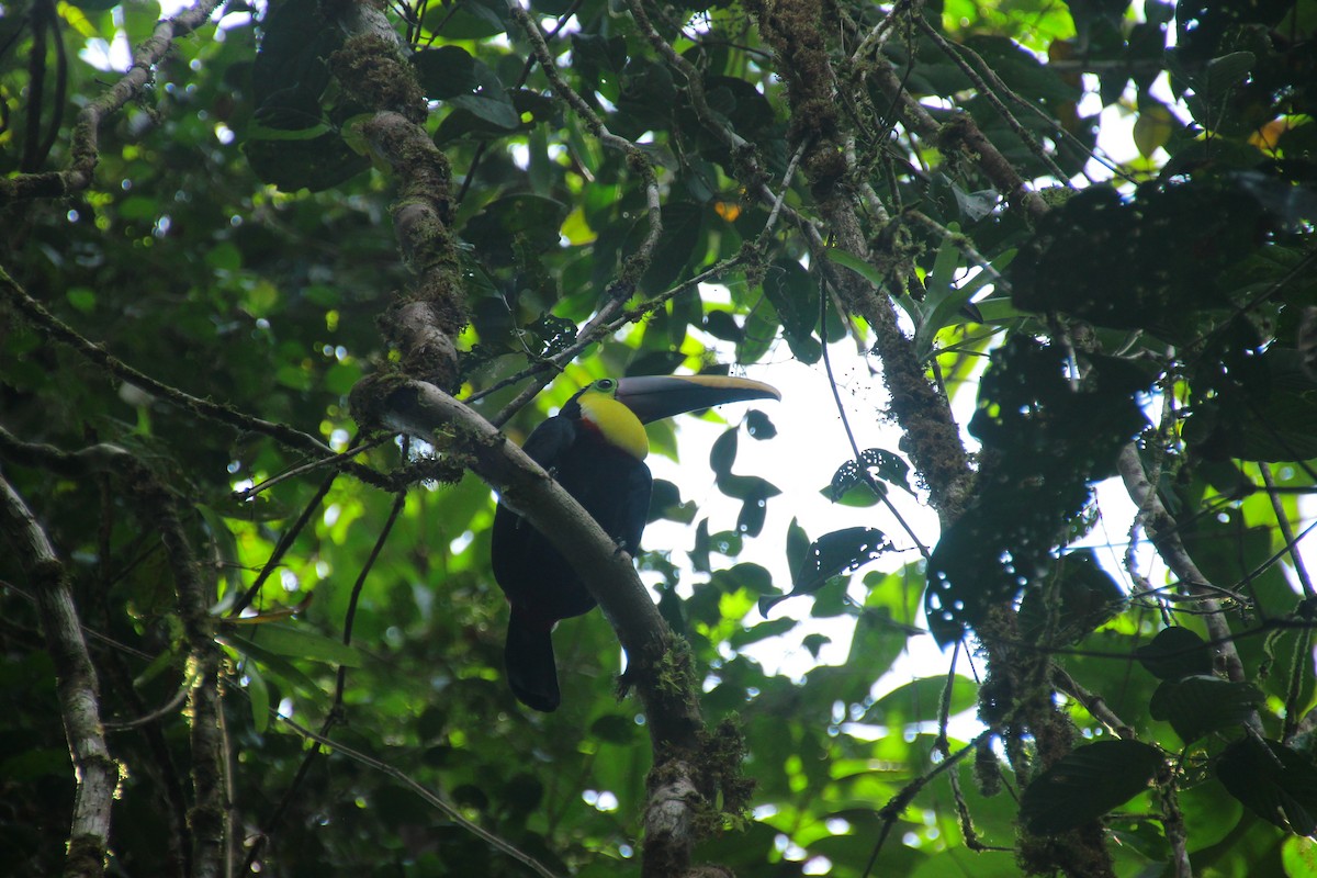 Yellow-throated Toucan - ML645272087