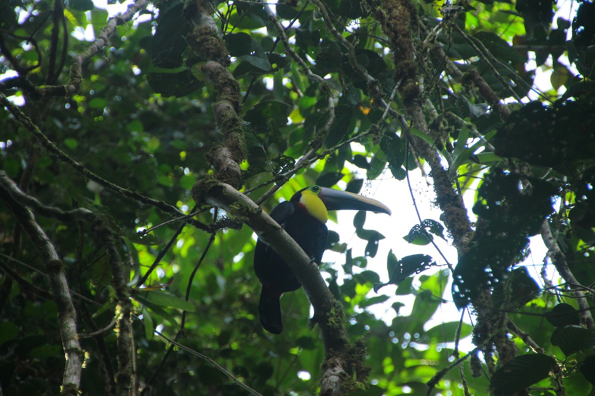 Yellow-throated Toucan - ML645272088
