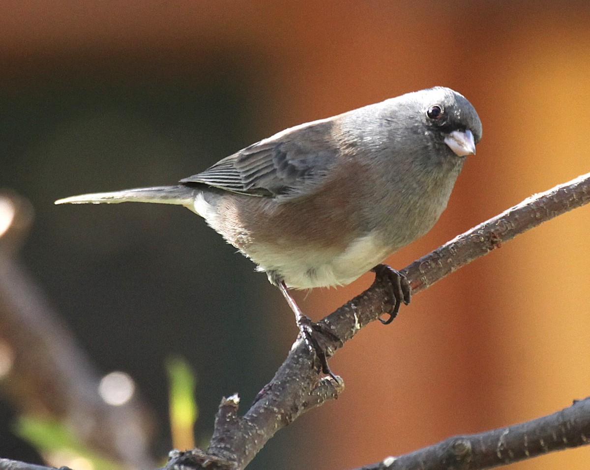 Dark-eyed Junco (Pink-sided) - ML645272089