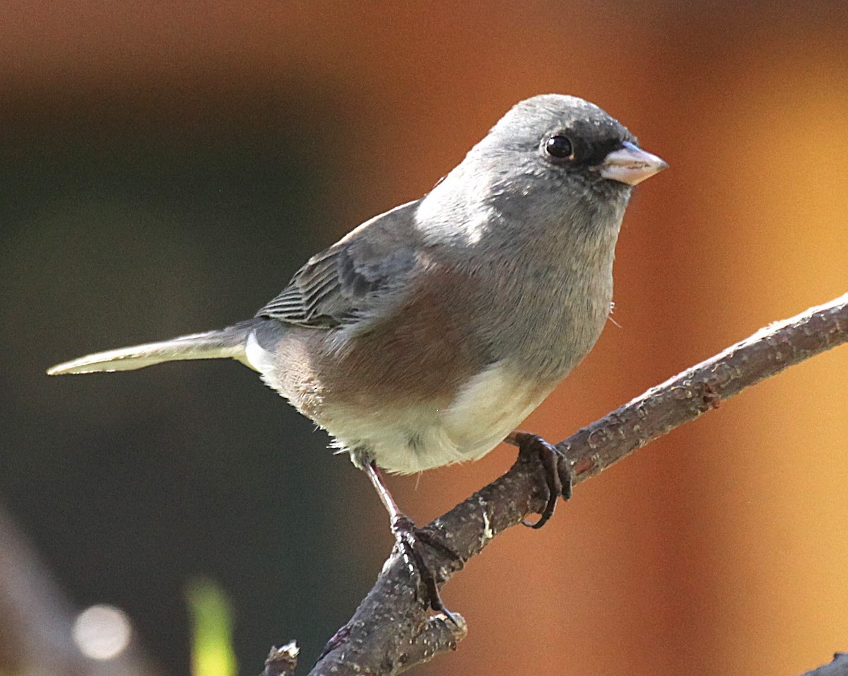Dark-eyed Junco (Pink-sided) - ML645272090