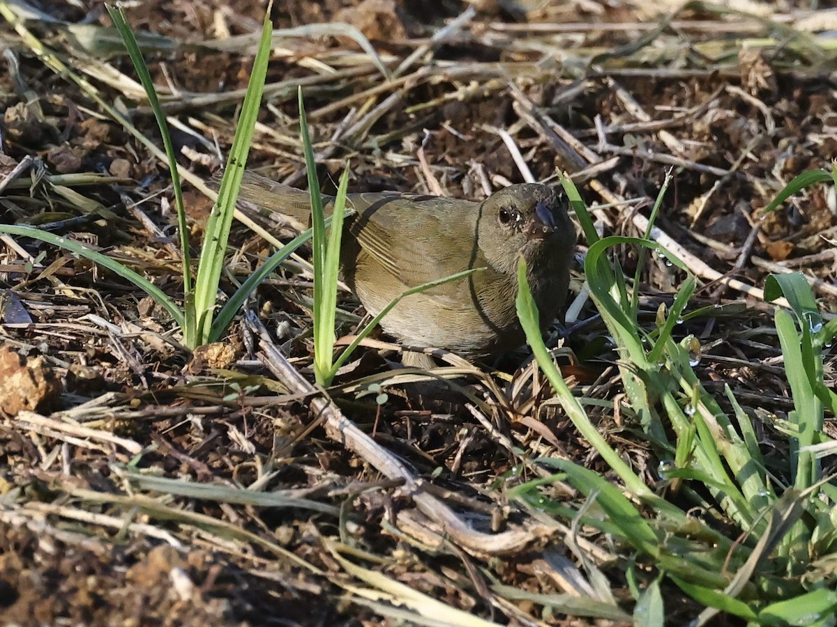 Black-faced Grassquit - ML645272092