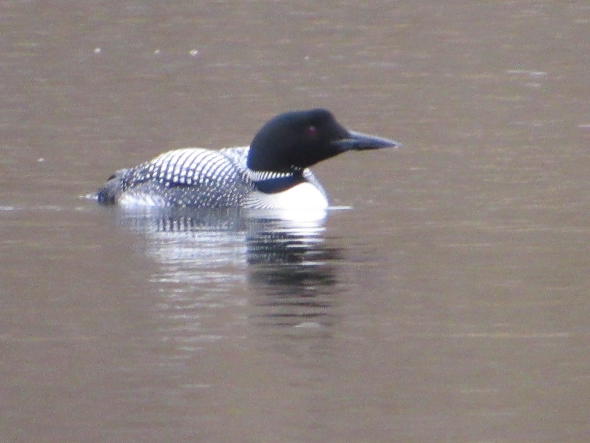 Common Loon - ML645272093