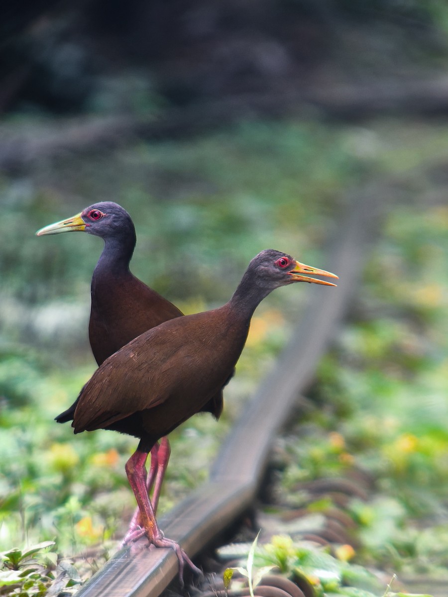 Brown Wood-Rail - ML645272094