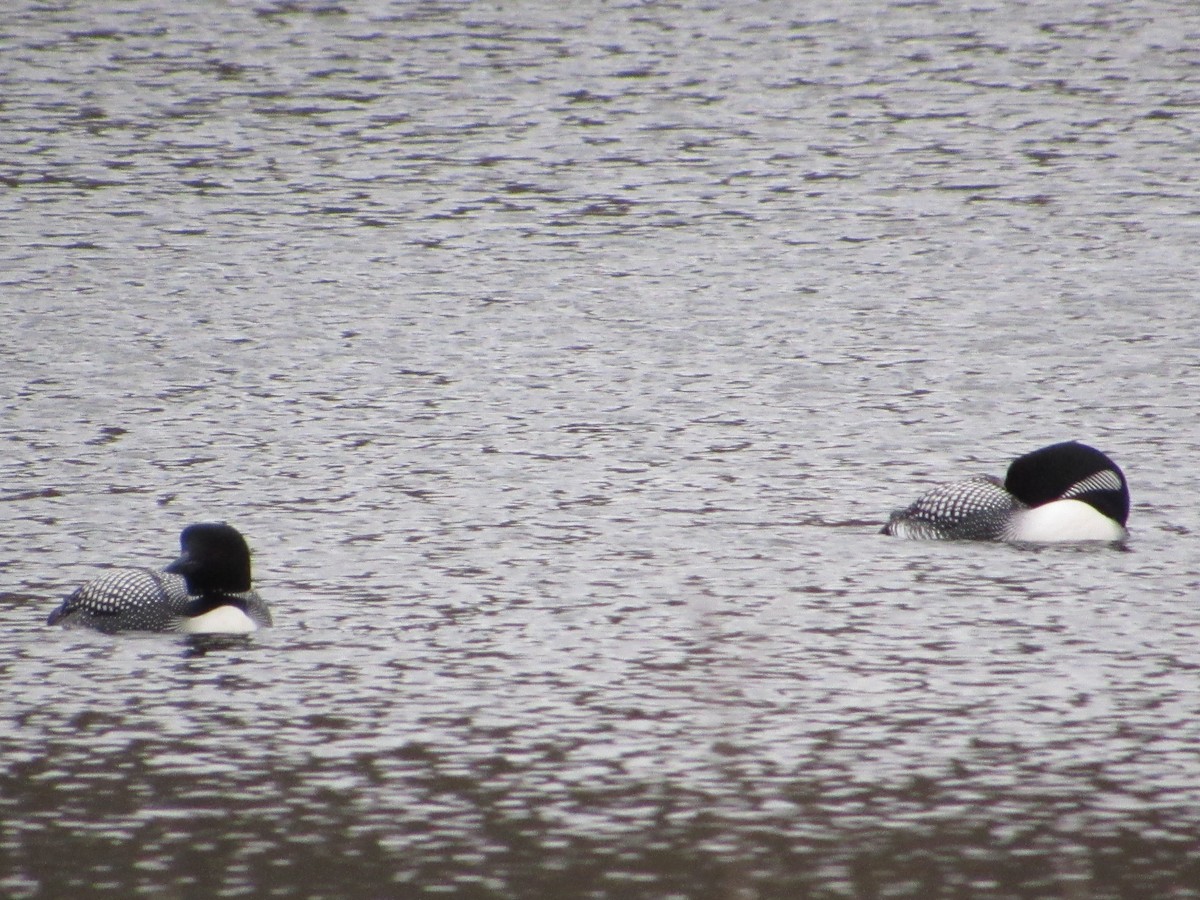 Common Loon - ML645272095