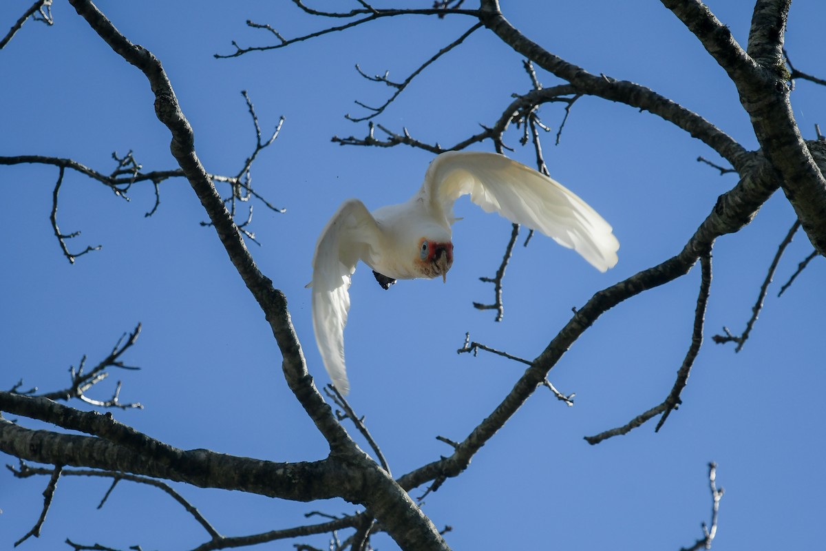 Long-billed Corella - ML645272096