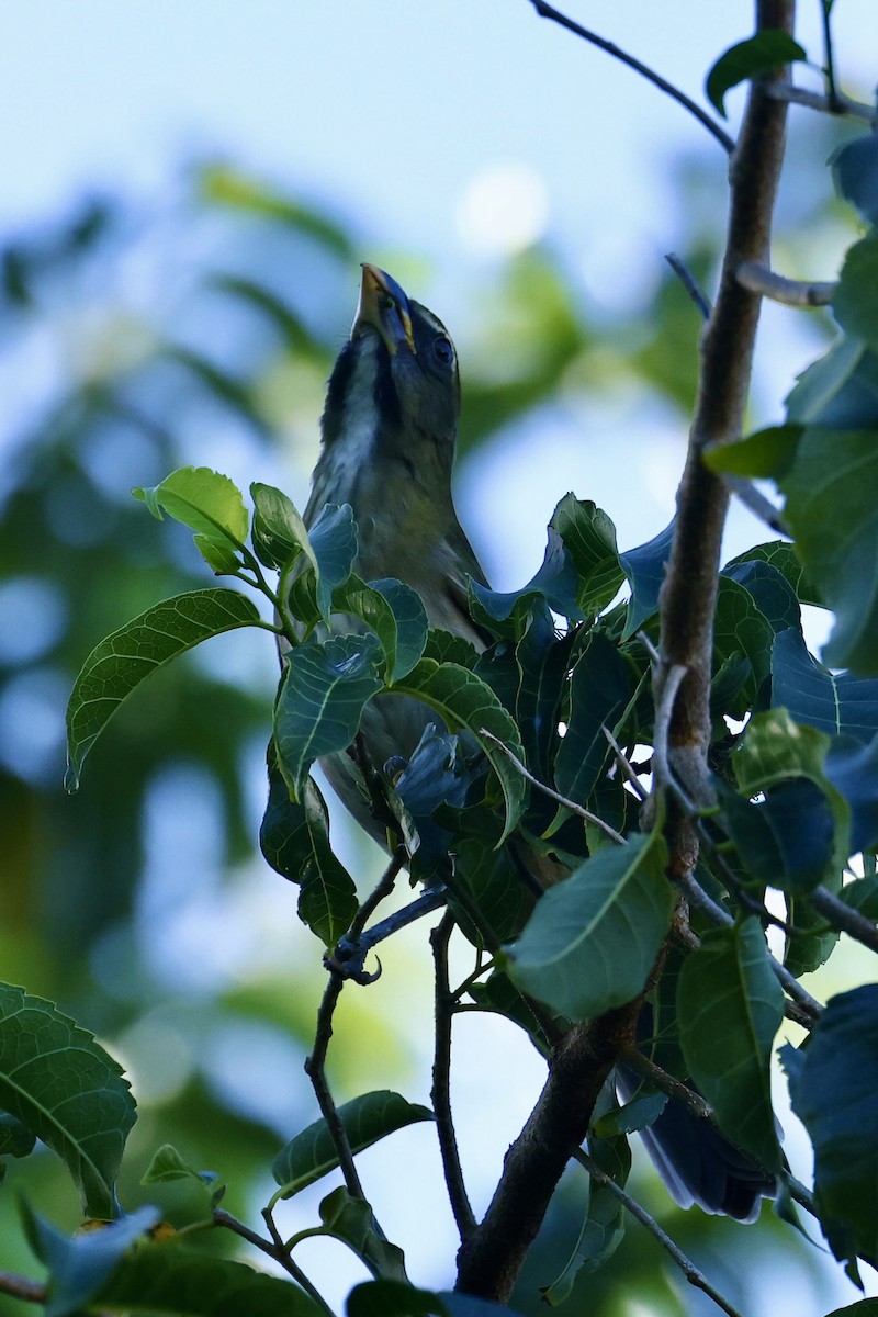 Lesser Antillean Saltator - ML645272097