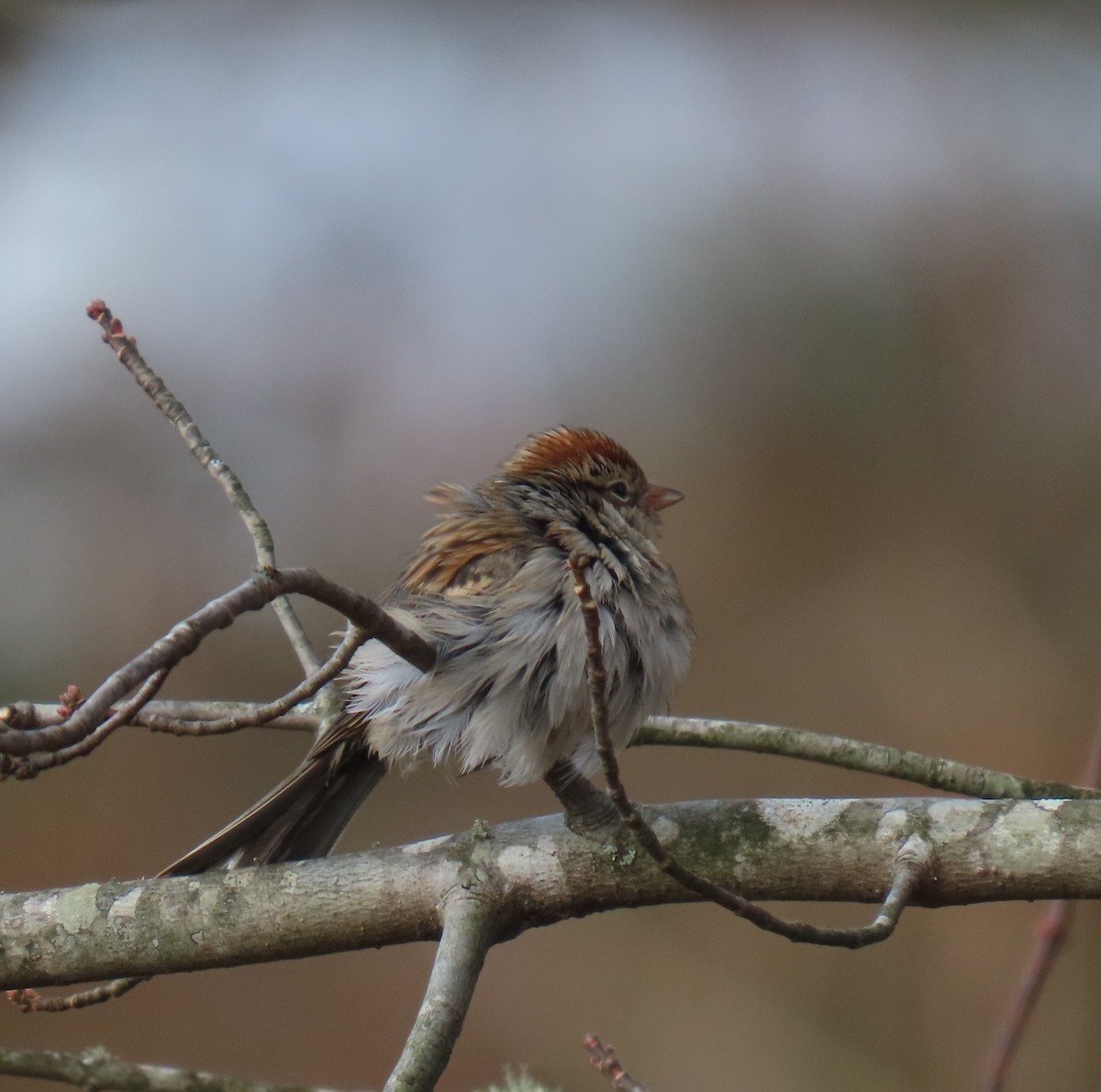 Chipping Sparrow - ML645272099