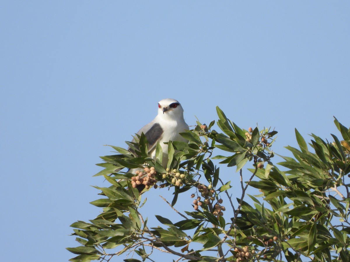 Black-winged Kite - ML645272101
