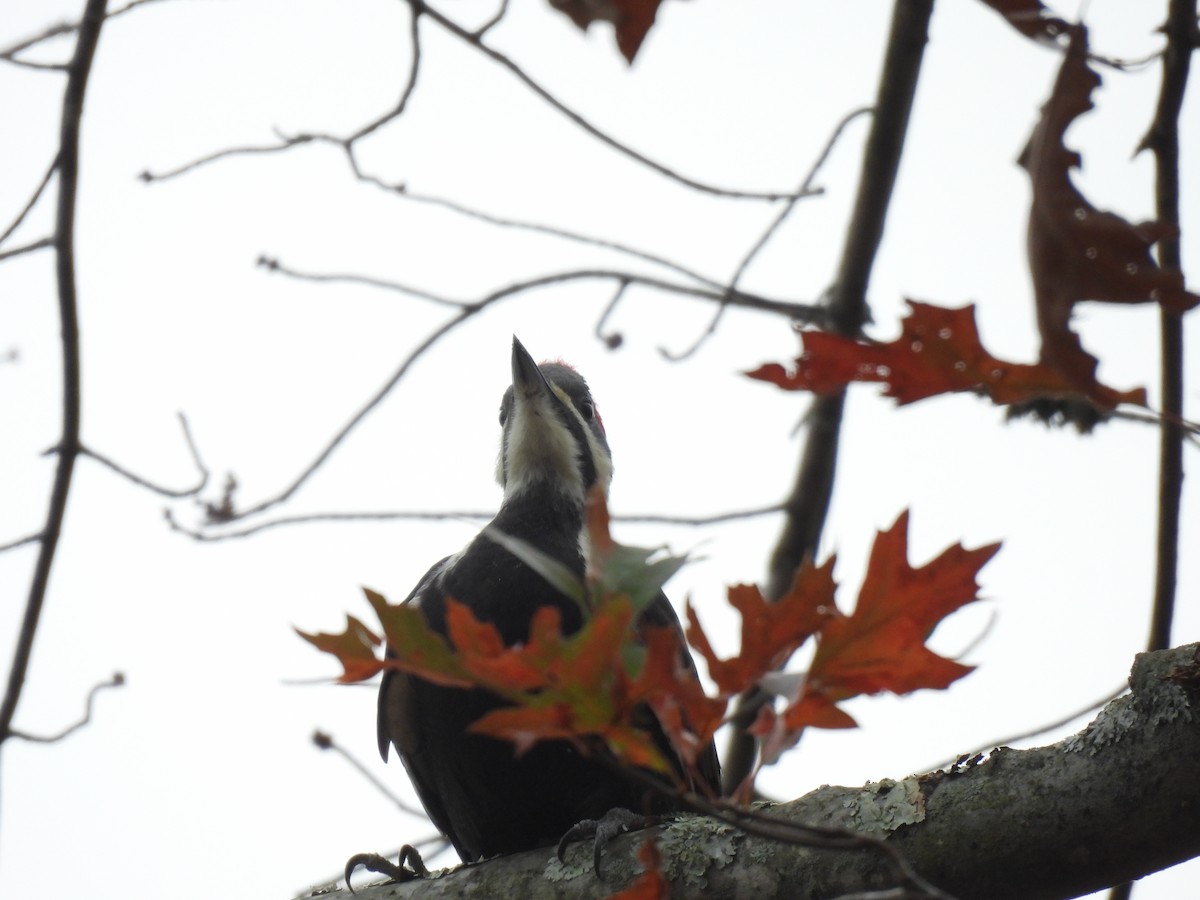 Pileated Woodpecker - ML645272103