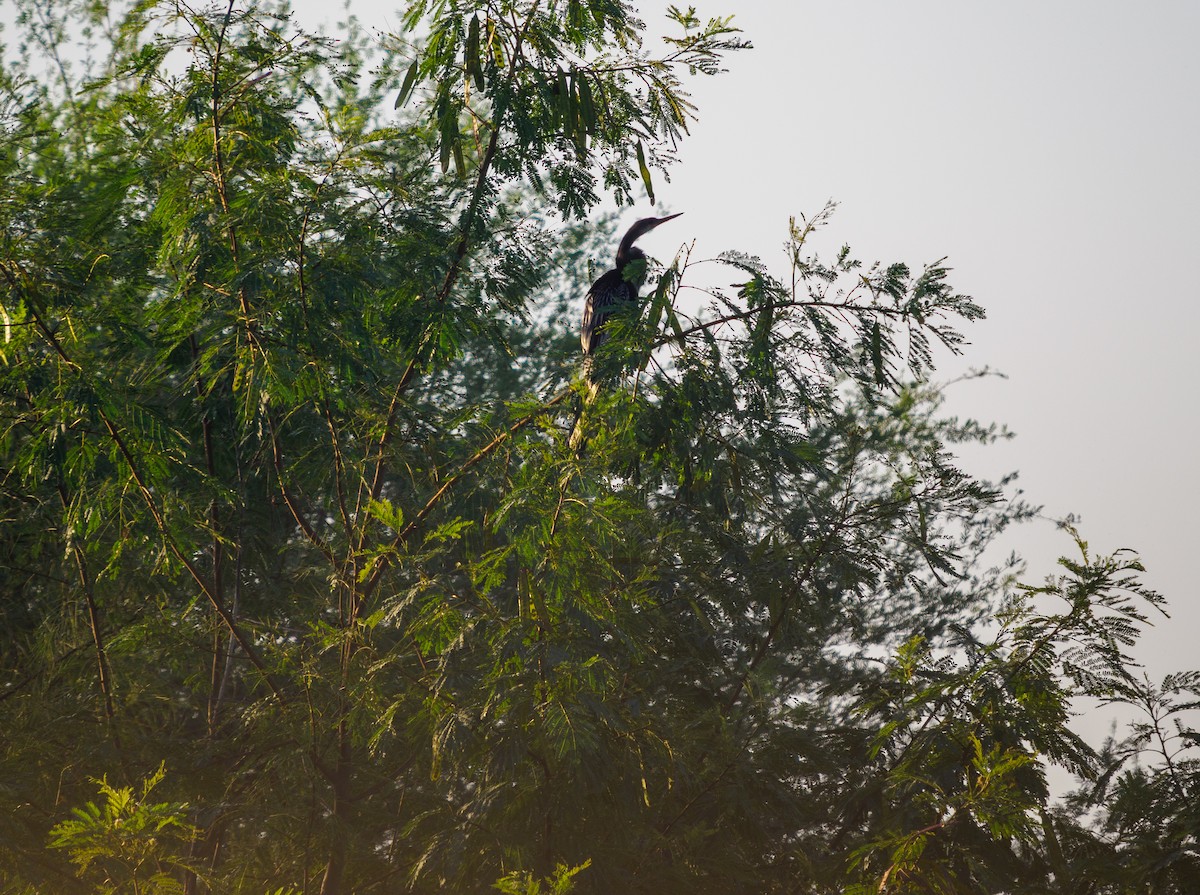 Anhinga - ML645272104