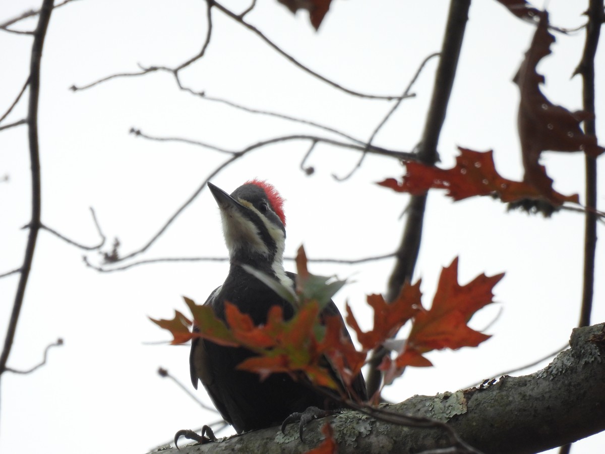 Pileated Woodpecker - ML645272105