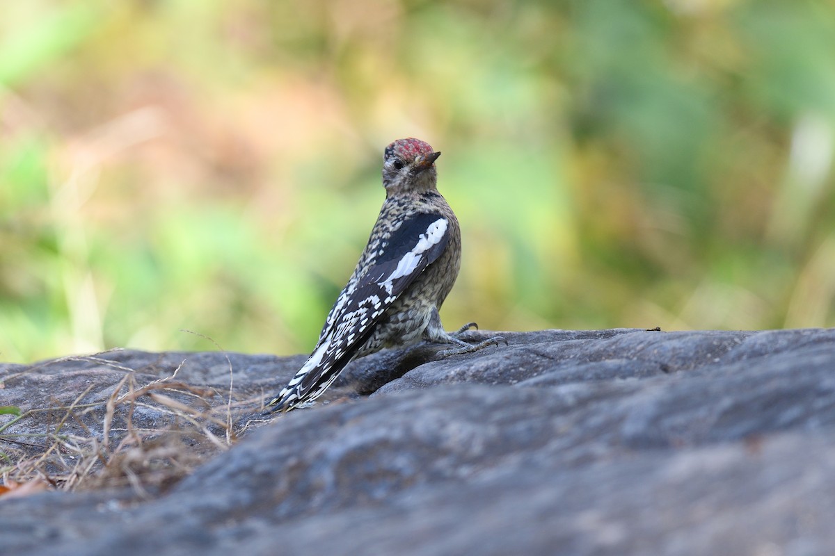 Yellow-bellied Sapsucker - ML645272108