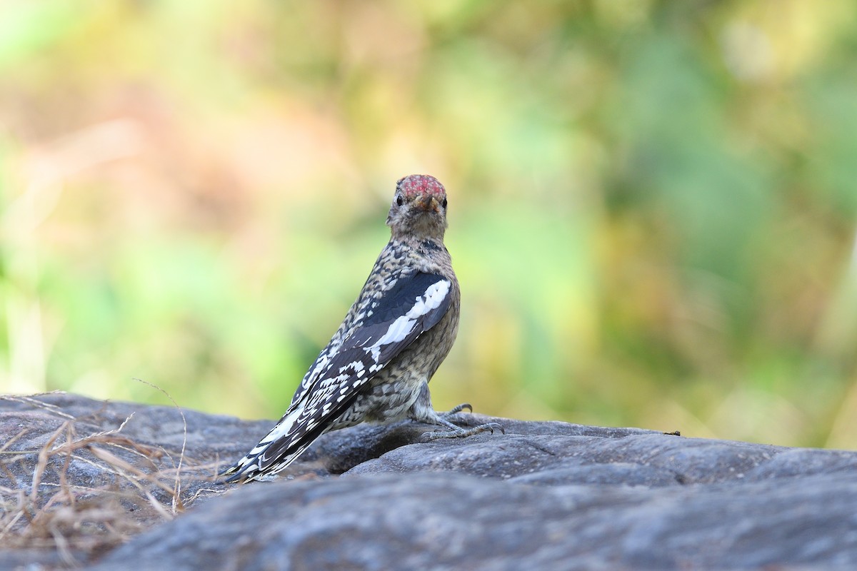 Yellow-bellied Sapsucker - ML645272109