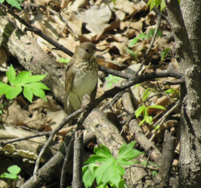 Swainson's Thrush - ML645272110