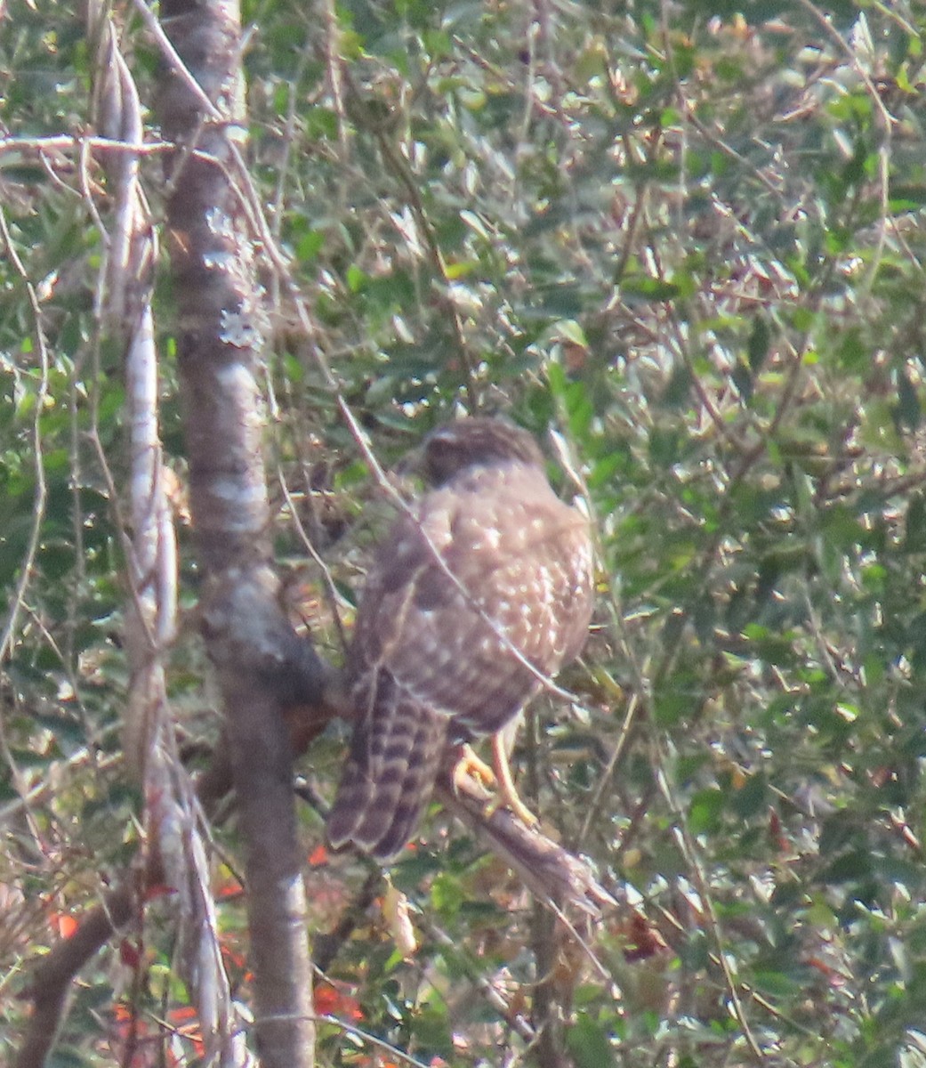 Red-shouldered Hawk - ML645272111
