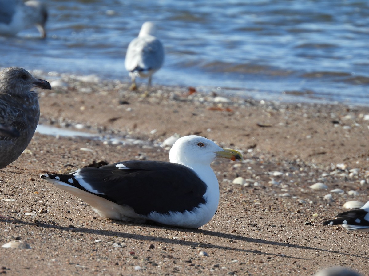 Great Black-backed Gull - ML645272112