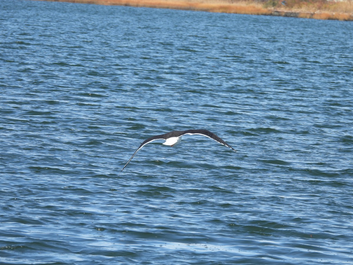 Great Black-backed Gull - ML645272113