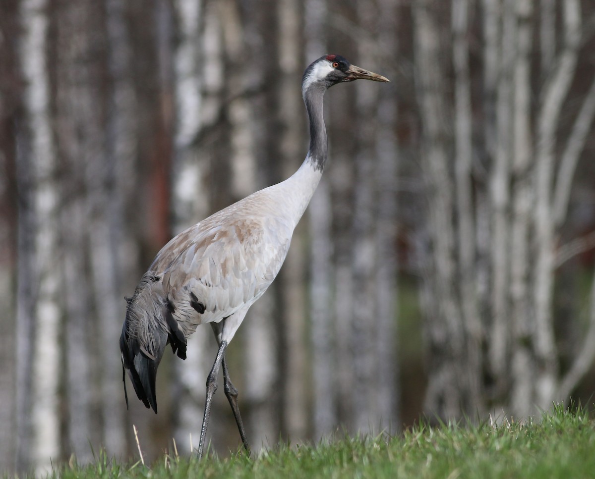 Common Crane - ML645272116
