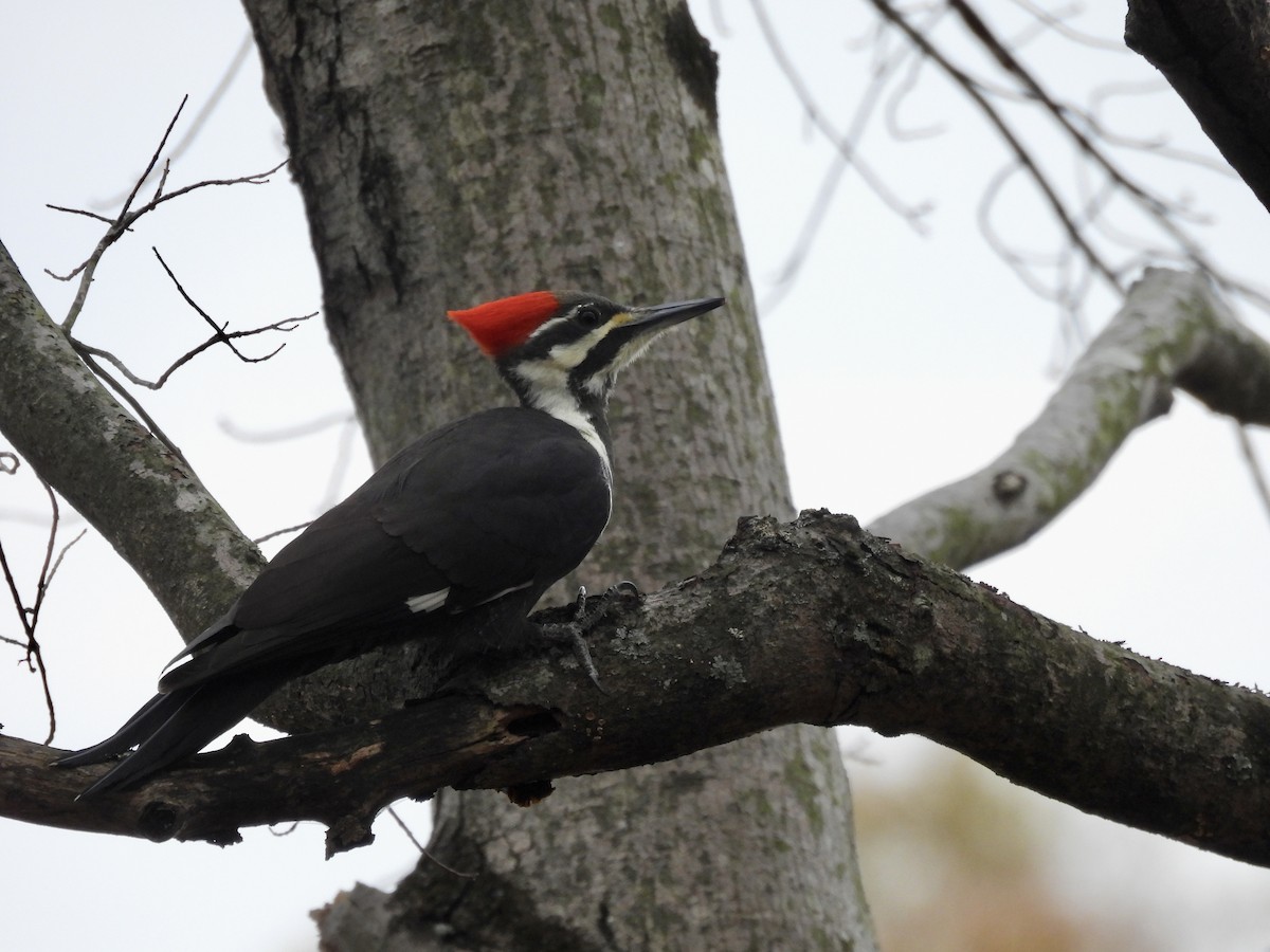Pileated Woodpecker - ML645272118