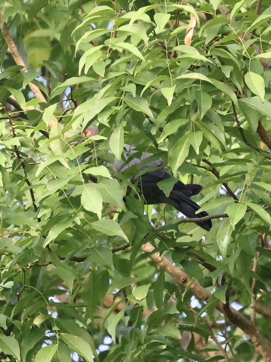 Scaly-naped Pigeon - ML645272120