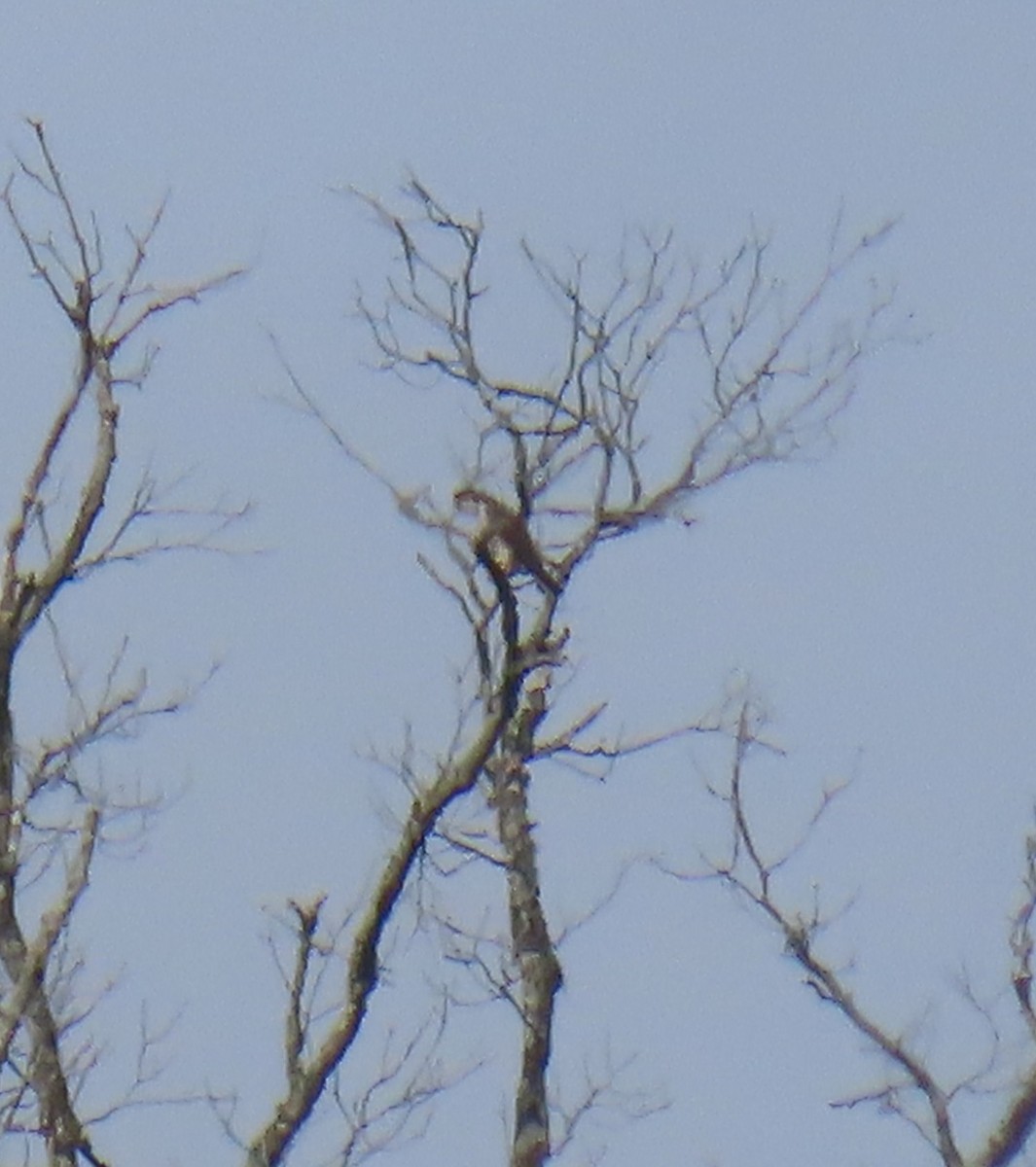 Peregrine Falcon - ML645272132