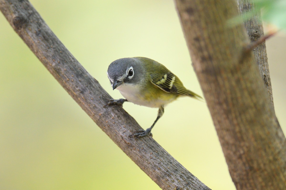 フタスジモズモドキ - ML645272133