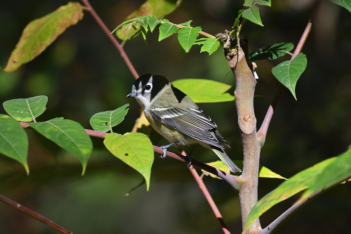 フタスジモズモドキ - ML645272134