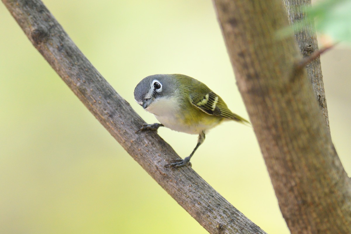 フタスジモズモドキ - ML645272135