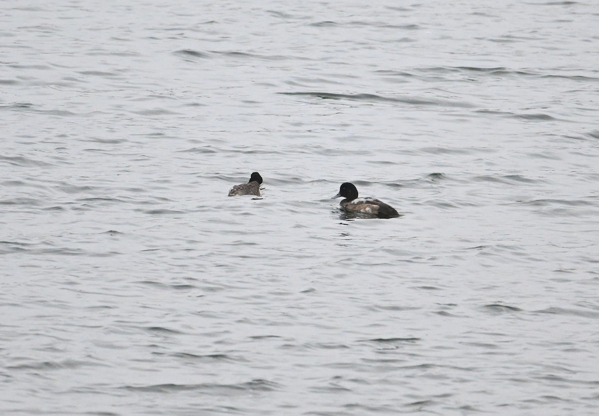 スズガモ - ML645272136