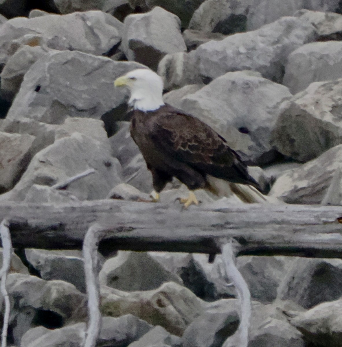 Орлан білоголовий - ML645272157