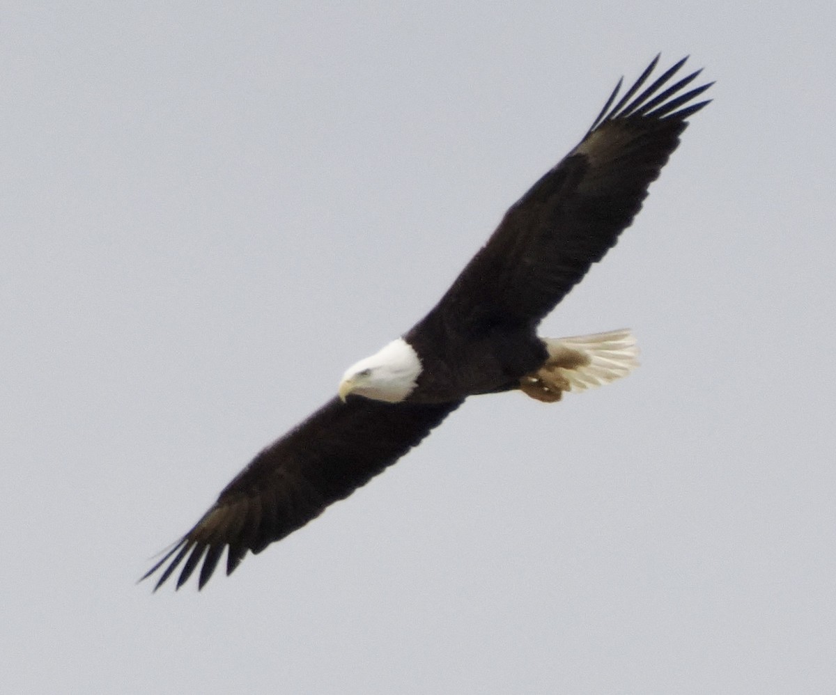 Орлан білоголовий - ML645272158