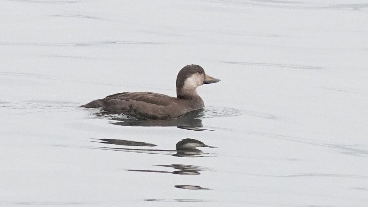 turpan žlutozobý - ML645272160