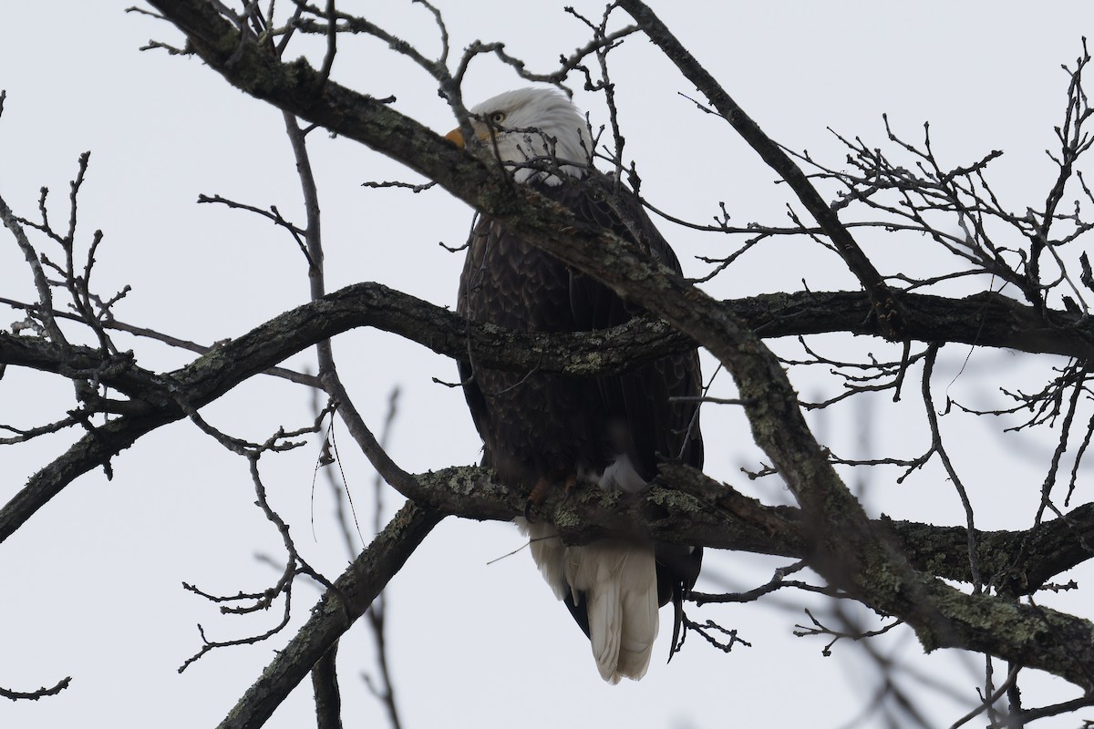 Орлан білоголовий - ML645272171
