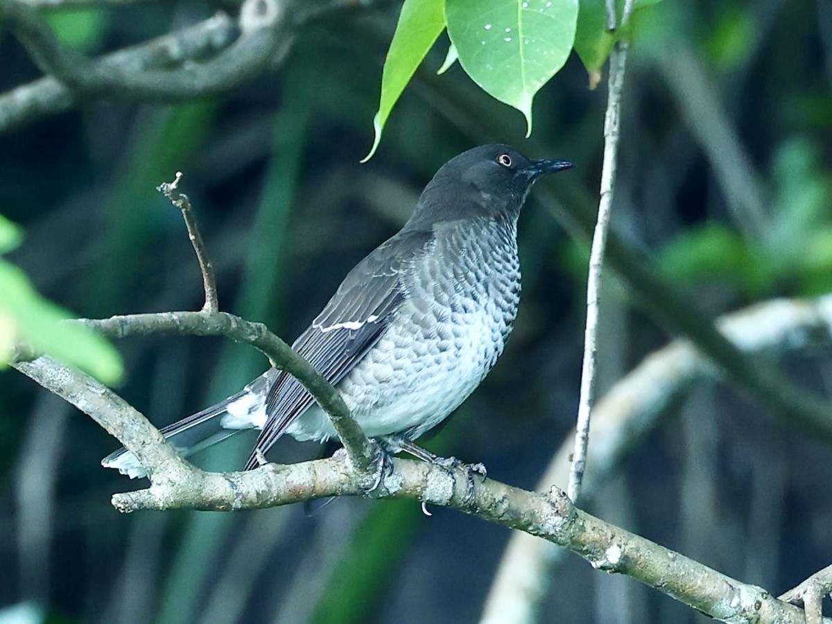 drozdec antilský - ML645272177