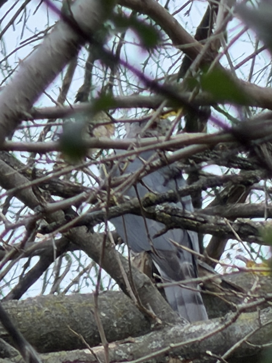 Sharp-shinned Hawk - ML645272187