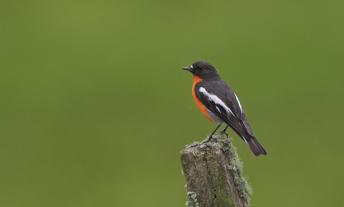 Flame Robin - ML645272203