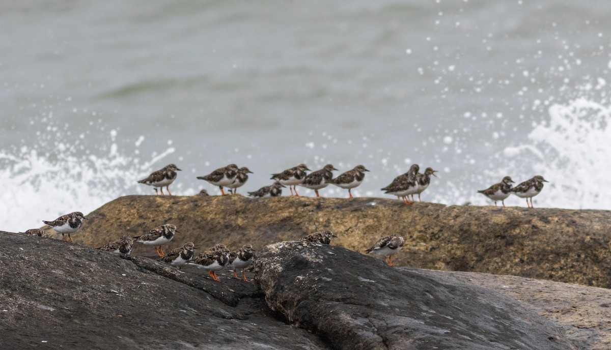 Ruddy Turnstone - ML645272224