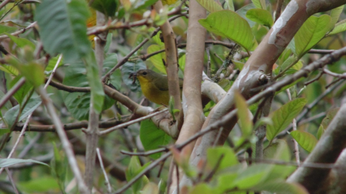 Paruline voilée - ML645272228