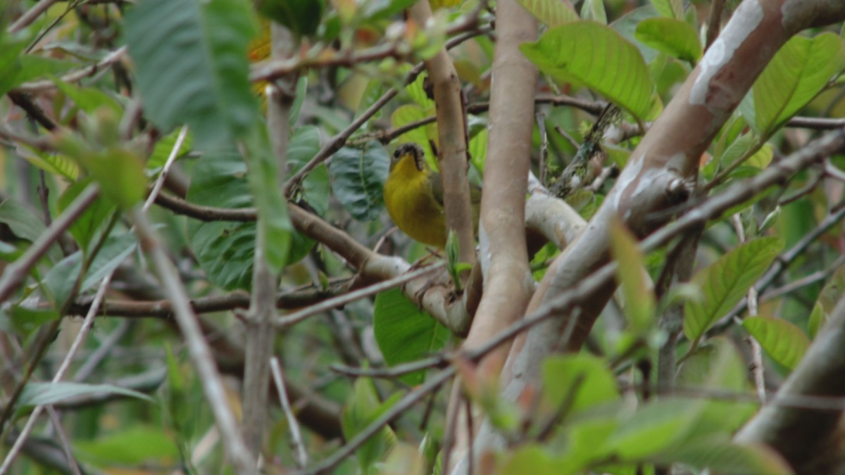 Paruline voilée - ML645272229