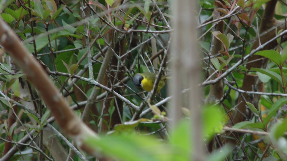 Paruline voilée - ML645272230