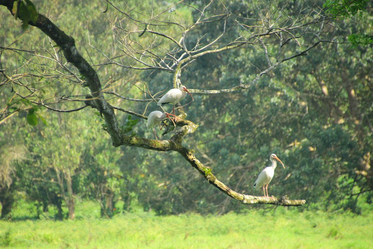 Ak Aynak - ML645272231