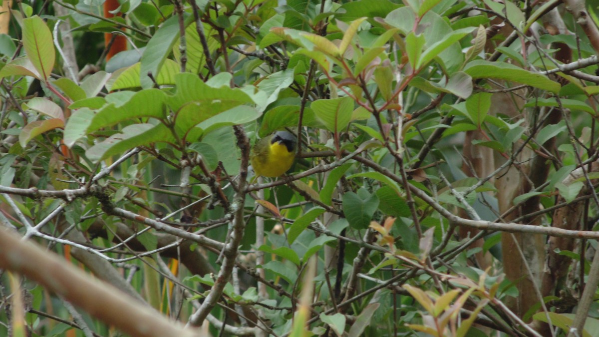 Paruline voilée - ML645272232