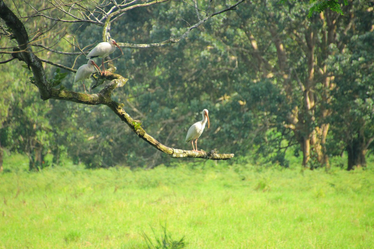 Ak Aynak - ML645272233